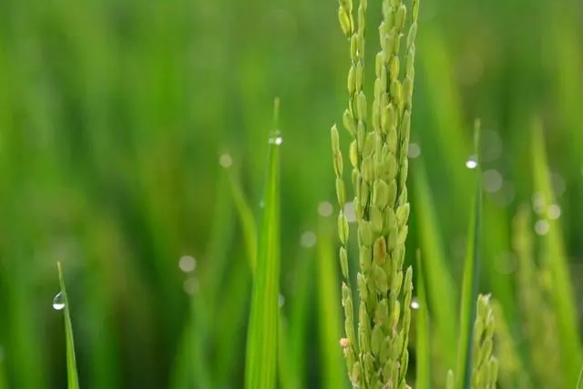 郯城县3万亩水稻扬花临沂"丰"景如画 山东| 国稻种芯·中国水稻节