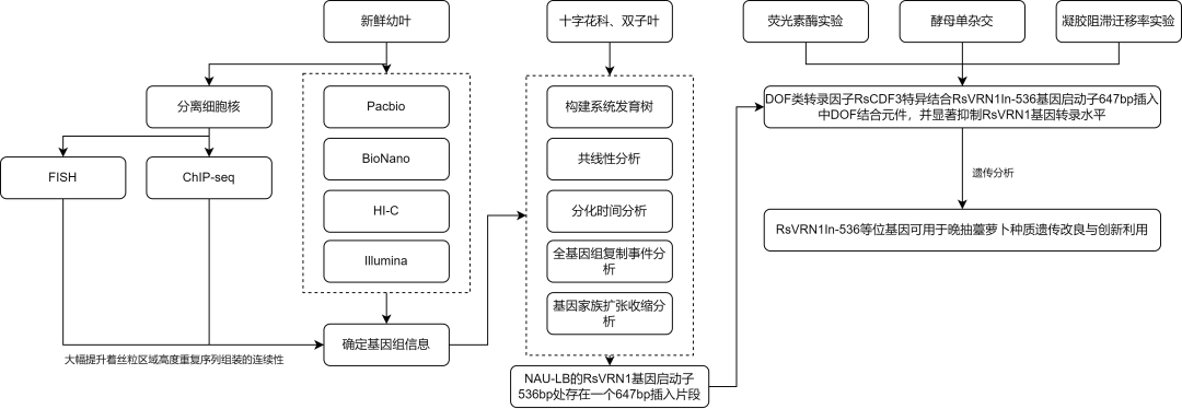 成功案例（IF=13.8）| 基因组de novo联合Hi-C组装萝卜高质量基因组