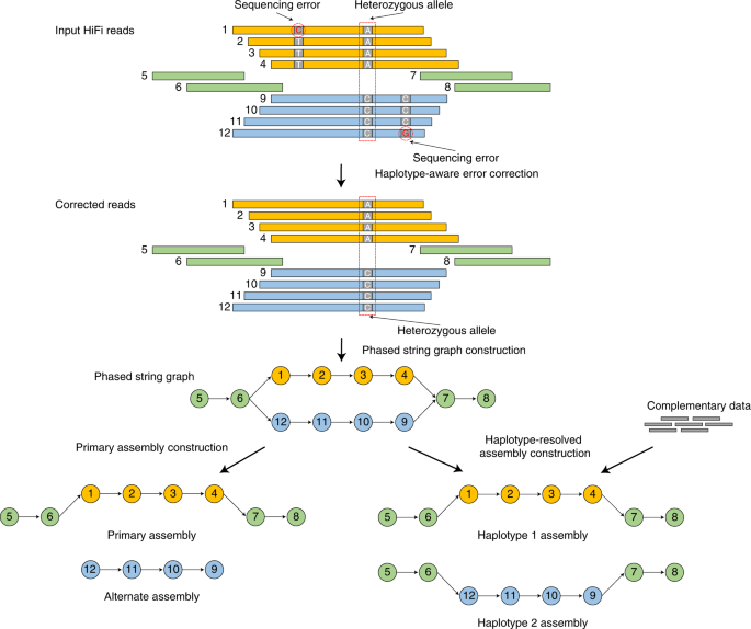 Outline of the hifiasm algorithm