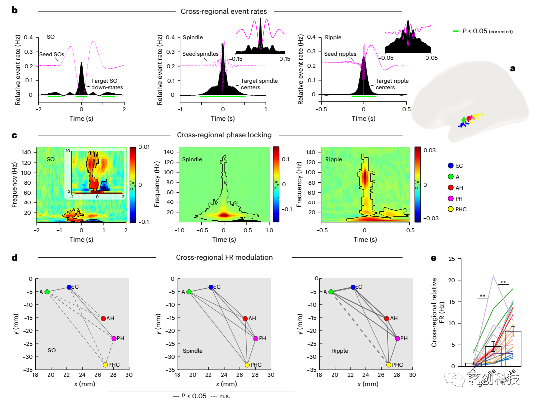 Nature Neuroscience：慢波、纺锤波和涟波耦合如何协调人类睡眠期间的神经元加工和通信