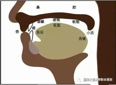 发音的时候舌尖自然前伸下垂,保持不动,要领是舌尖不用力,不碰牙齿,不