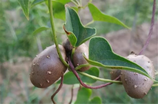 很多地方我们已经无法寻找到野生山药豆的身影