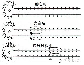 静息电位画图图片