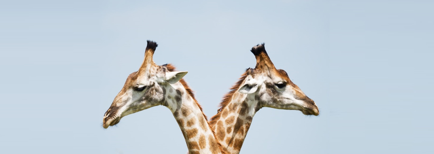 孪生网络图像相似度孪生网络使用双头神经网络进行元学习