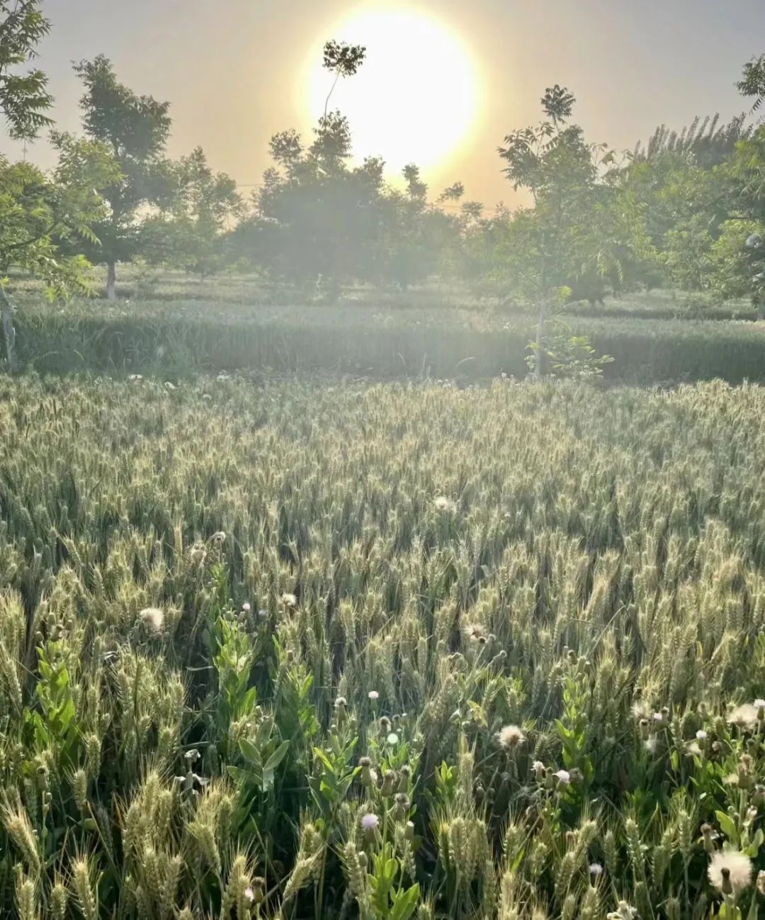 研究生崩溃向导师哭诉：导，你给我的毕业论文被人砍了.._自然语言处理_28