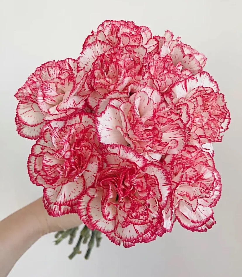 (附养护技巧)_康乃馨熔岩-csdn博客