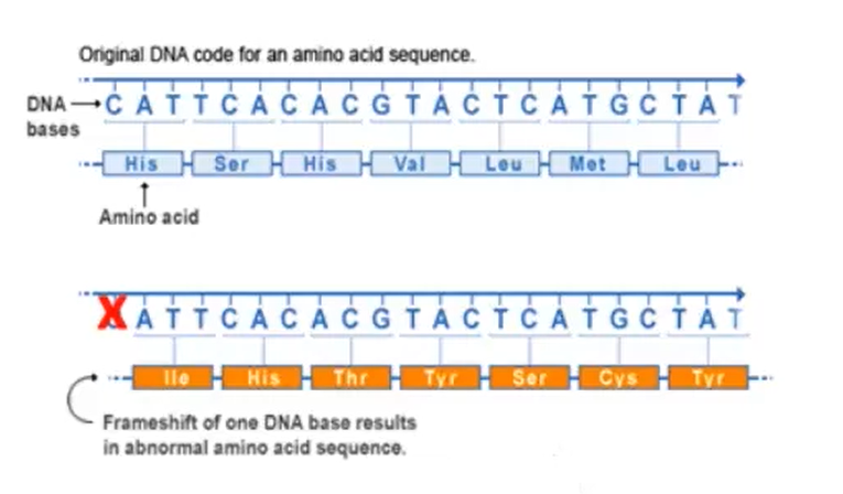 发生在编码区:可能导致移码突变frameshift发生在基因间区或内含子区