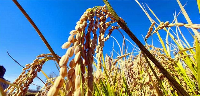 河北保定鱼米之乡重现 国稻种芯·中国水稻节：雄安新区稻田