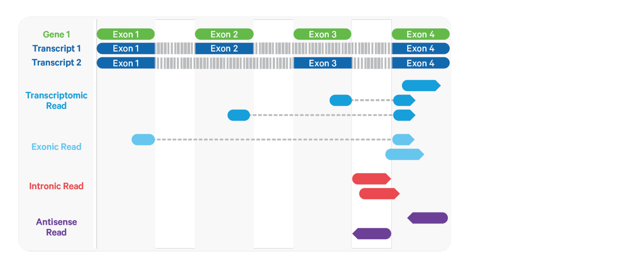 Classification of aligned reads in Cell Ranger