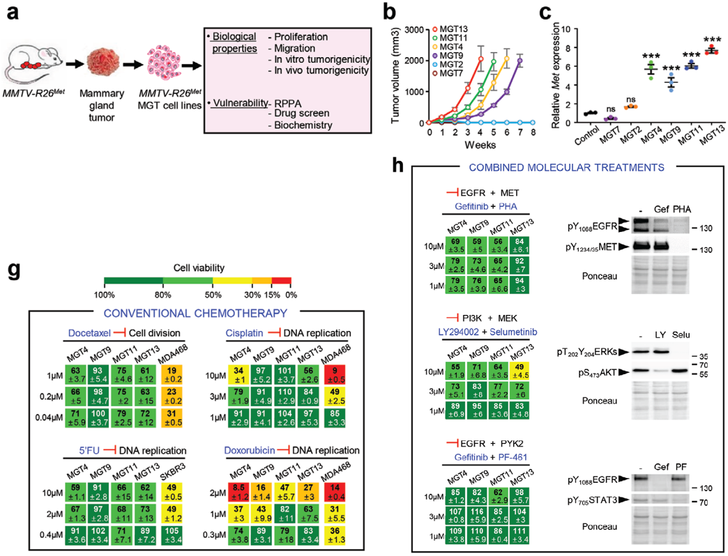 非因解读 | RPPA蛋白组学全程助力三阴性乳腺癌治疗和研究_ferroptosis Xiap-CSDN博客