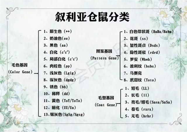 仓鼠体重年龄对照表一文带你走进仓鼠世界仓鼠种类之叙利亚仓鼠上