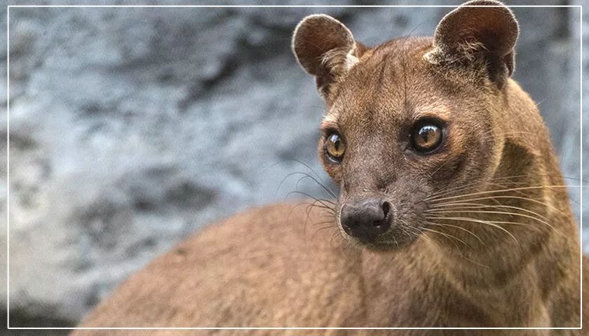 ubuntu下一个lts版本2004代号focalfossa明年4月正式发布