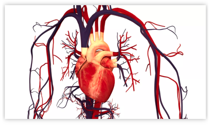 最新最全和最广泛的人类心脏细胞图谱