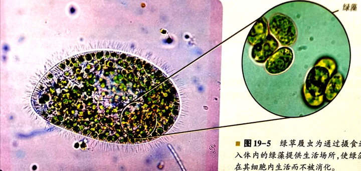 線粒體和葉綠體的基因組特點為什麼葉綠體和線粒體這兩種細胞器有很多