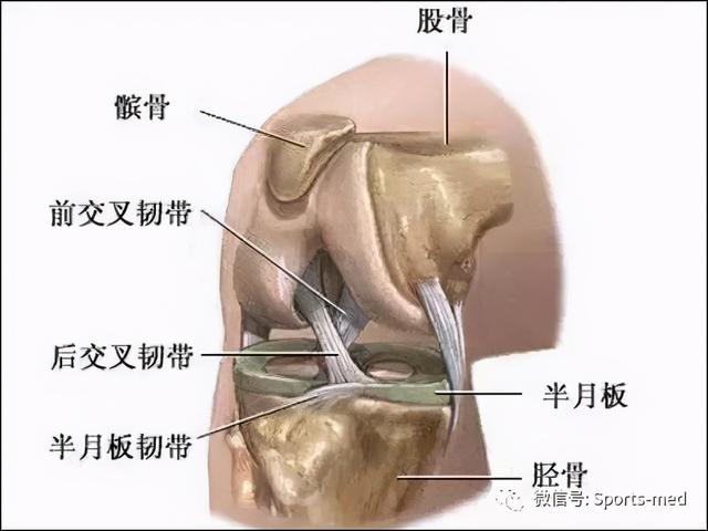 前交叉韧带示意图图片