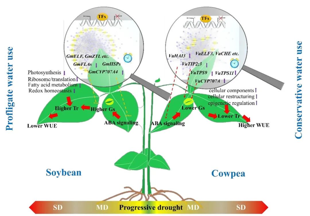 植物一区HR | 植物生理组+转录组：揭示豆科植物响应干旱胁迫机制