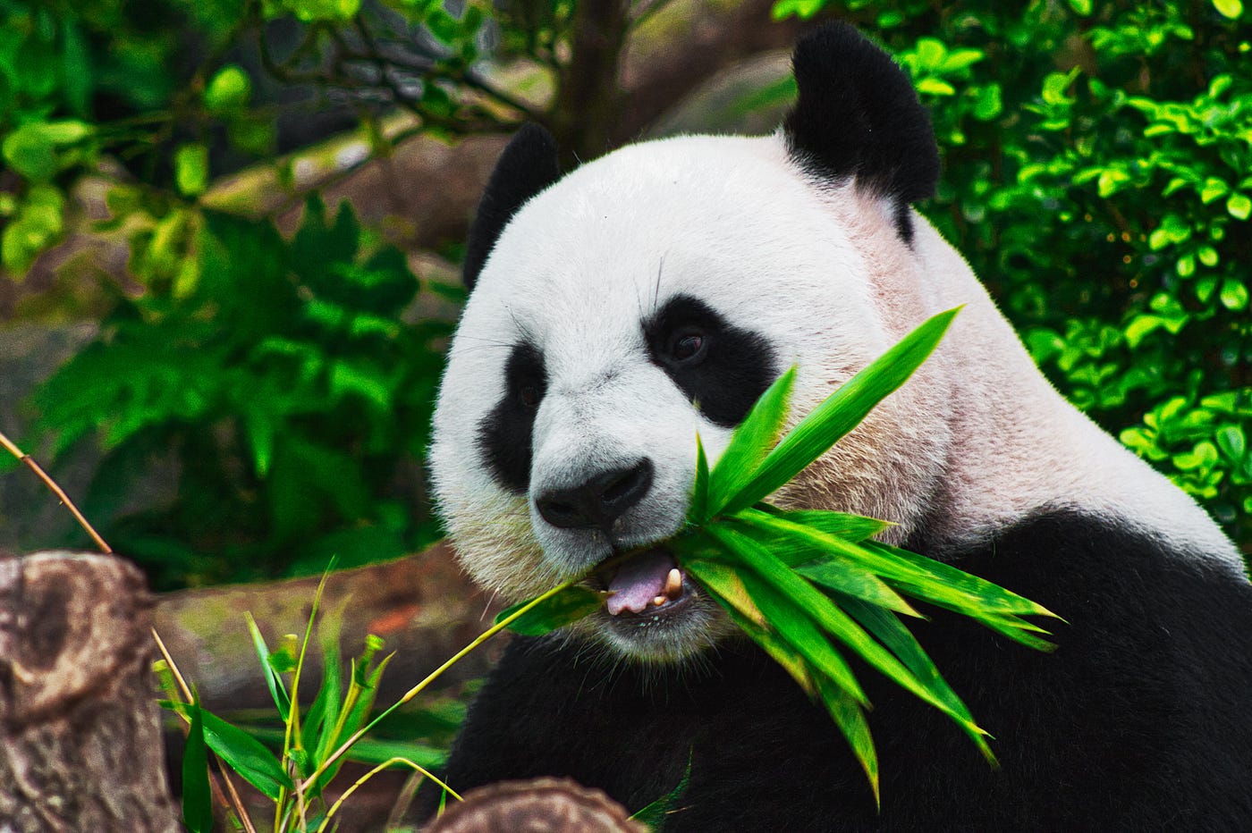 Pandas 2.0发布——更快的速度更低的内存占用