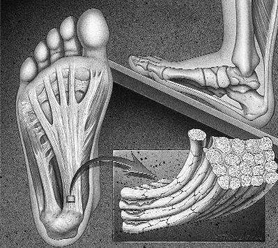 跖腱膜解剖图片