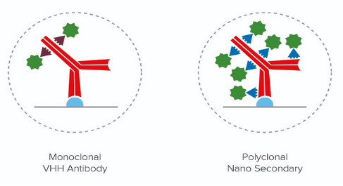 Jackson ImmunoResearch新品推荐—纳米二抗（Nano Secondary Antibodies）