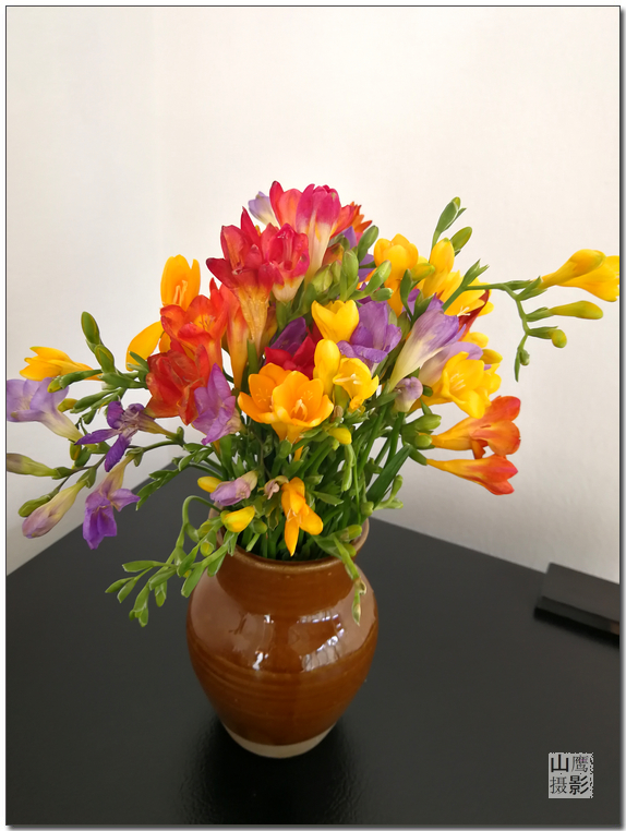 点物小苍兰:花语与花束的浪漫之旅