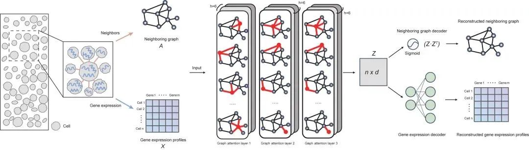 学术分享丨清华大学博士后李雨哲详解 Cell/Nature 子刊论文，探索基因组学的 AI 应用_AI for Science_02