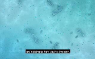 聪明的细胞生产“毒馒头”来招待入侵的细菌
