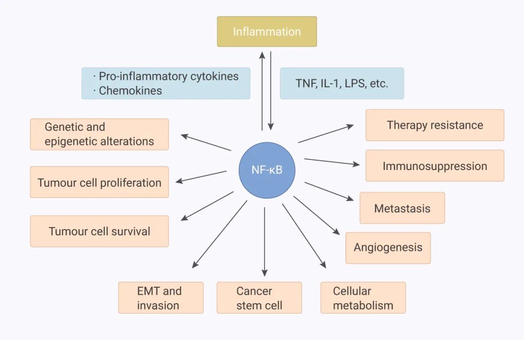 NF-κB 信号通路调节细胞因子转录