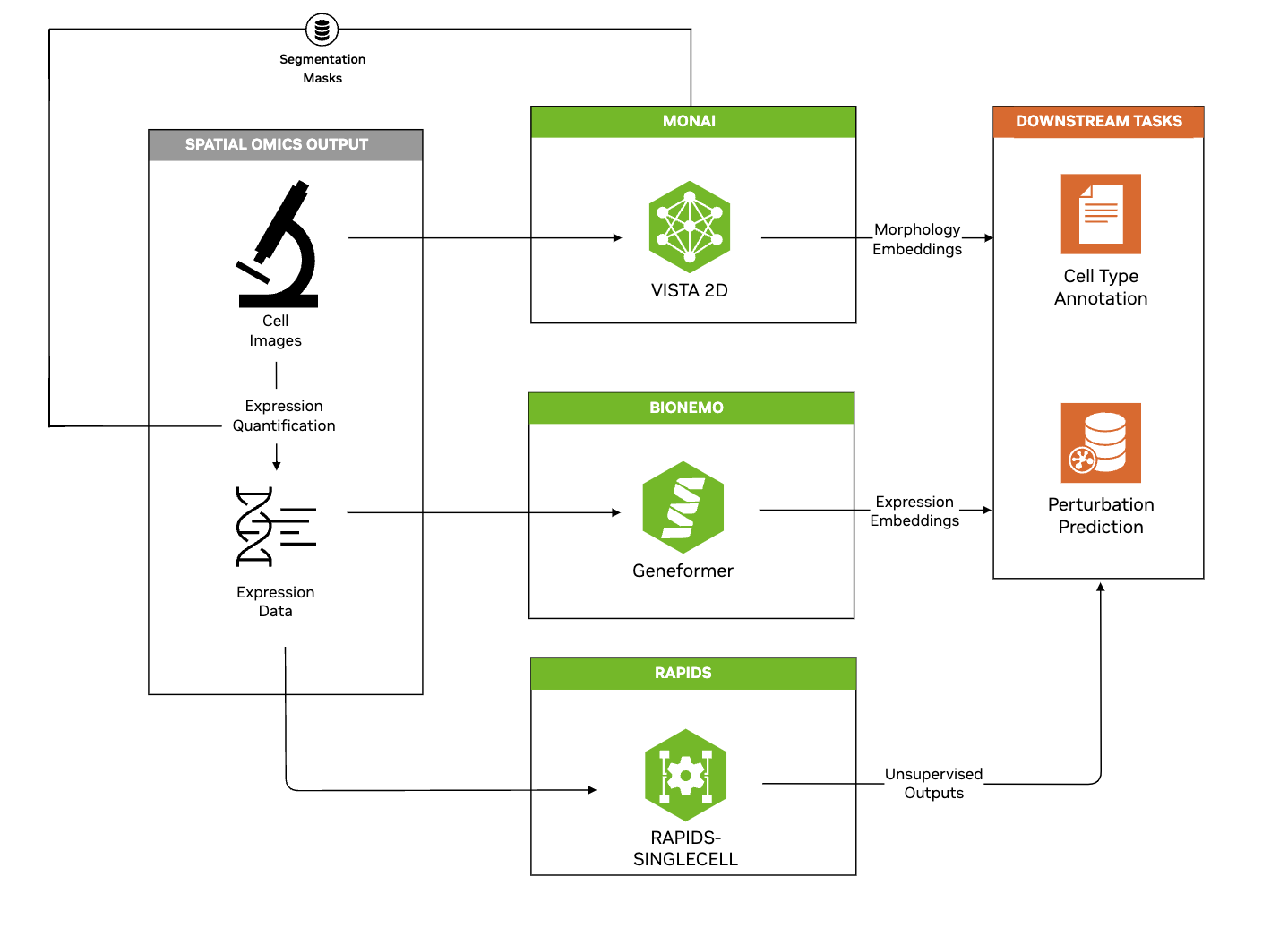 AI models like VISTA 2D, Geneformer, and RAPIDS-SINGLECELL can use cell images and expression data to provide complementary downstream analyses, such as cell type annotation and predicting the effects of cell perturbation.