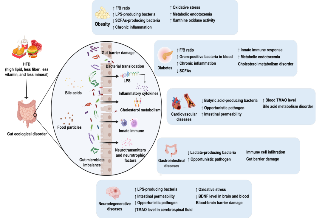脂肪酸 (scfas) 的细菌,包括prevotella,bacteroides,ruminococcaceae