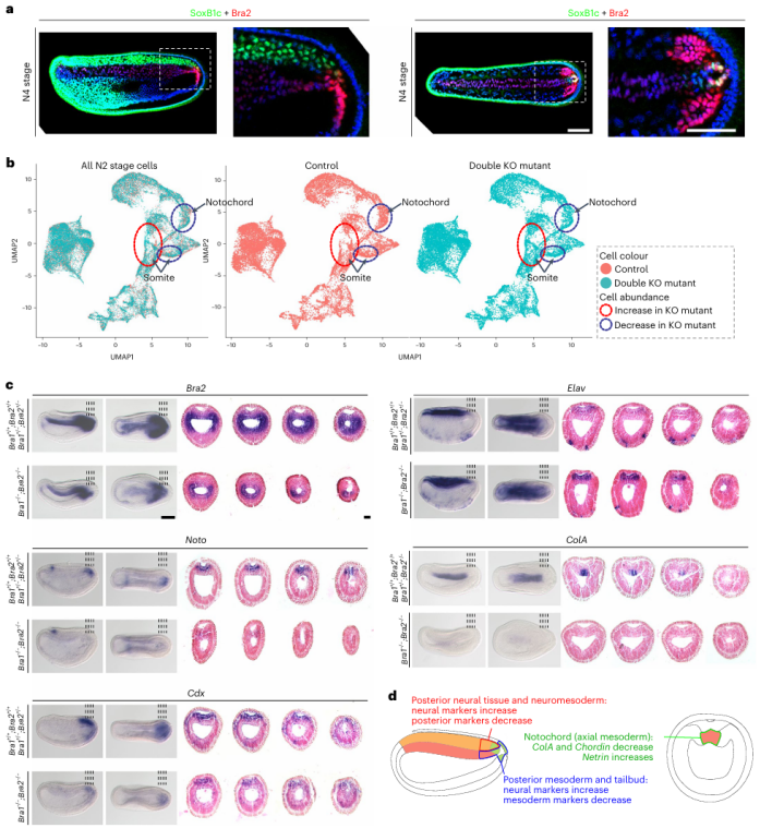 Nature子刊 | 单细胞测序打开发育系统溯源新视角