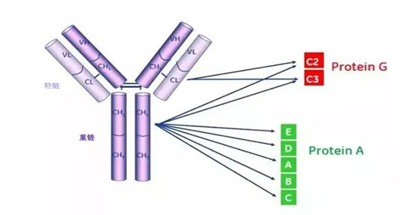 圖3:protein g與protein a結合位點的簡單圖示北京同立海源生物科技