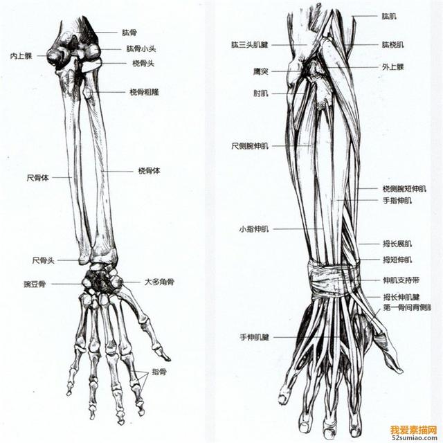 手部骨骼特征数据集速写人物手部解析