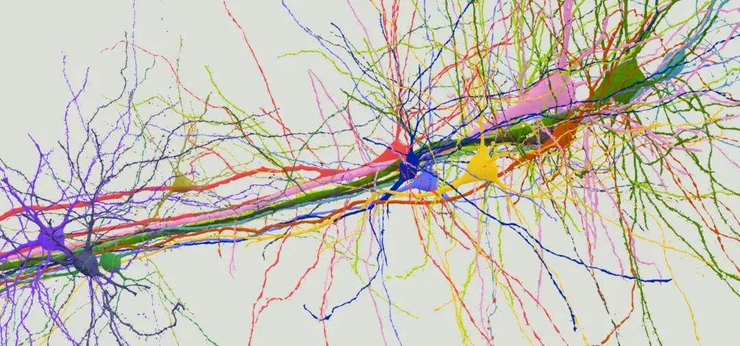 神经元被涂上了不同的颜色来区分连接哈佛大学神经科学家和谷歌工程师