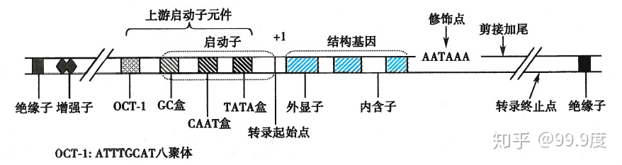 4.真核基因三类启动子模型增强子:增强临近基因的