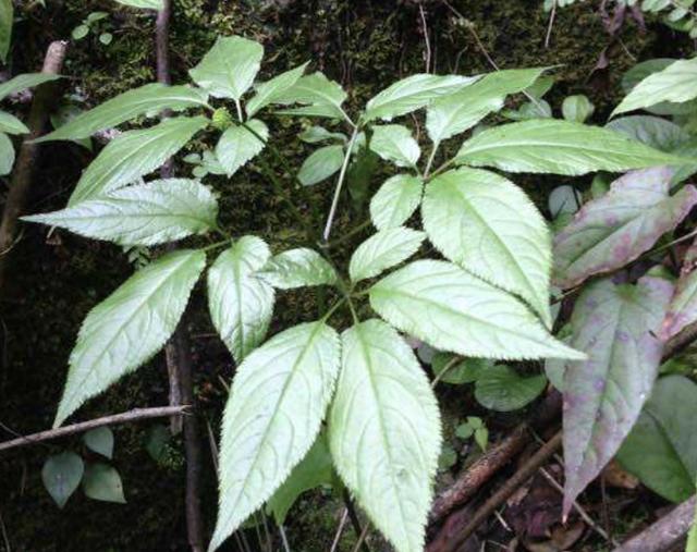7桌面背景变成黑色1种竹节参在山上殊不知名贵有紫黑色的花朵奇特