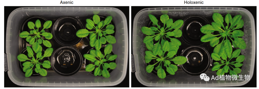 图4:在带有无菌基质的gnotopots中生长的拟南芥图5:植物中微生物群