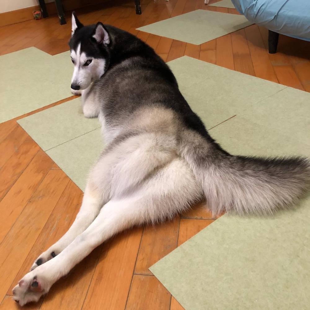 上图无图无真相老狗腿长手也长,没事就来刁难我