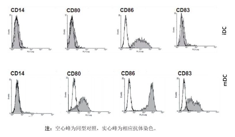 人外周血单核细胞来源树突状细胞(MoDC)的制备(二)