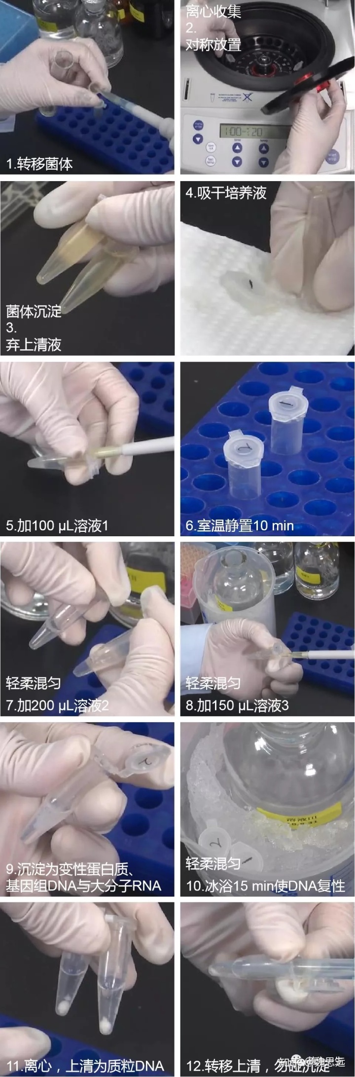 ctab法提取dna流程图