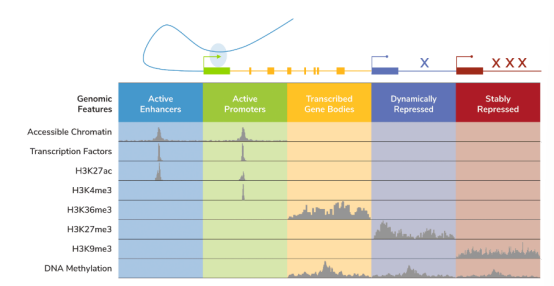 EpiCypher-染色质研究有望推进精准医疗