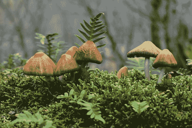 A Gentle Introduction to Padding and Stride for Convolutional Neural Networks