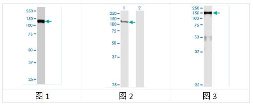 艾美捷MCM2单克隆抗体品质控制测试