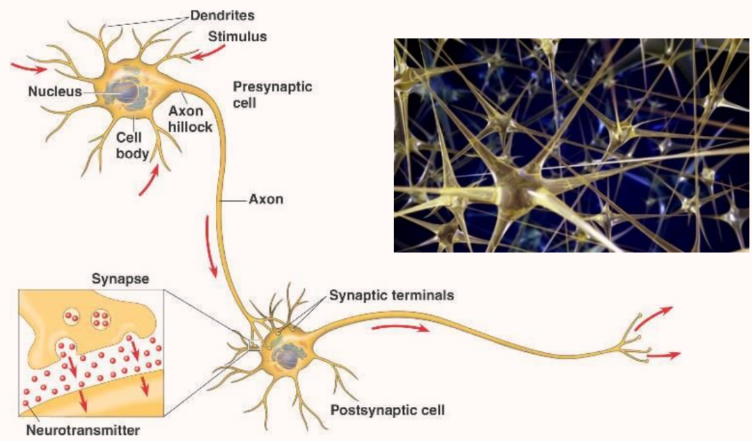 神经网络是由很多单元连接而成,这些单元称为神经元