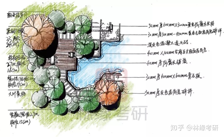 红叶石楠平面图片