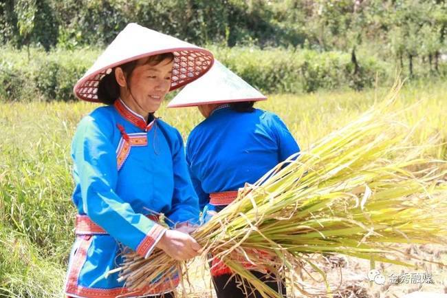 来宾瑶山水稻丰收 国稻种芯·中国水稻节：广西秋风起稻谷香