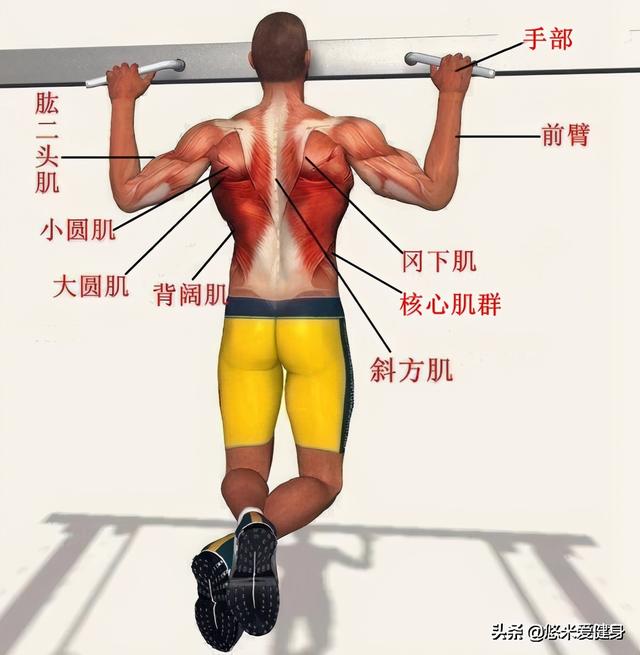引体向上怎么发力做得更多 4675d472894e66e62cb4deaf800ae15d.png