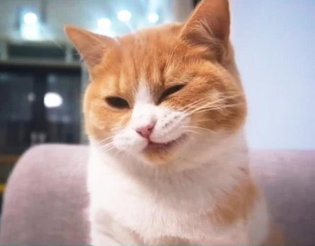 观念什么意思猫咪总是对着自己坏笑男子感到疑惑兽医的解释却更有意思