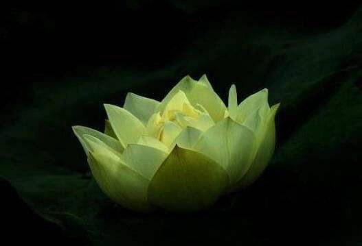 鸿蒙灵根有哪些关于神话中十大灵根你知道的有我多吗