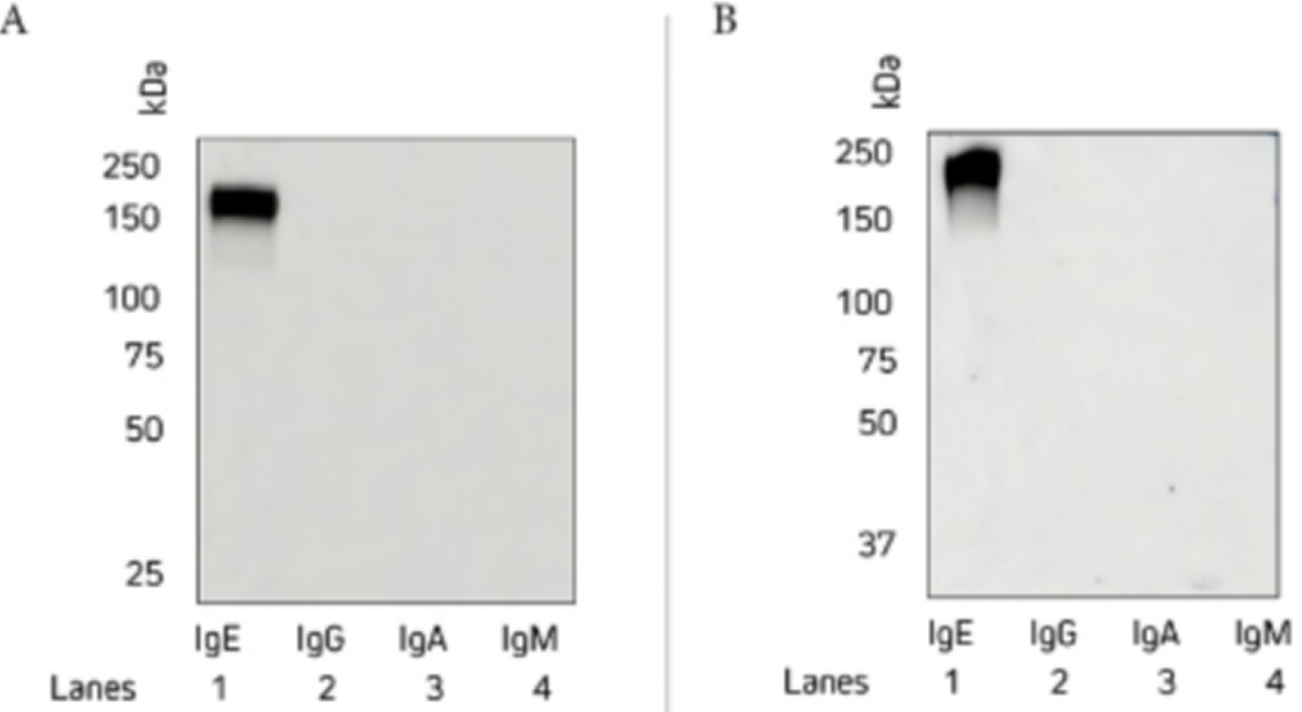 Jackson精品推荐——Anti-Human IgE Antibodies