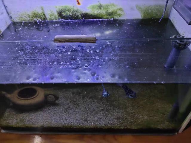 鱼缸悬浮很多微小气泡为什么鱼缸的水面会出现像地沟油一样的油膜加上